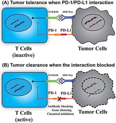 PD-L1 Distribution and Perspective for Cancer Immunotherapy—Blockade, Knockdown, or Inhibition